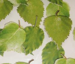 complexma Charisma Glass Birch Leaf - 1