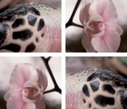 tela-design Orchid Meets Reptile - 1