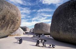 Berlintapete No. 6171 | Penguins with stones - 1