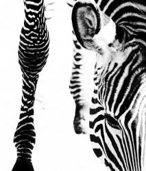 Изображение продукта Berlintapete No. 6470 | Zebra