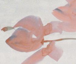 Изображение продукта Fap Ceramiche Sole Petali Bianco