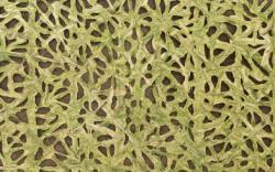Изображение продукта Spiderweb Woven Barkskin Willow
