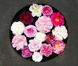 Изображение продукта Mr Perswall What's Your Story | Poesie rose