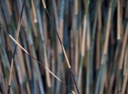 Изображение продукта Mr Perswall Photo | Bamboo