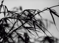 Изображение продукта Mr Perswall Photo | Leafs