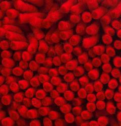 Изображение продукта Vorwerk Sahara