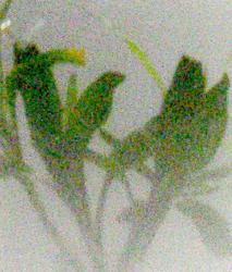 Изображение продукта Conglomerate Molten | Silver Reflex