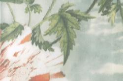 Изображение продукта Christian Fischbacher Euphorica