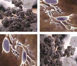 Изображение продукта tela-design Blue Eyes