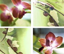 Изображение продукта tela-design Creeping Tendrils