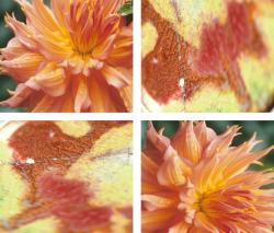 Изображение продукта tela-design Desert Dust Dahlia