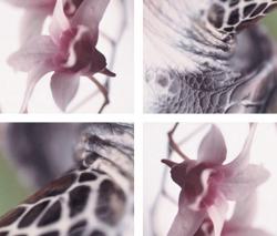 Изображение продукта tela-design Flying Orchids