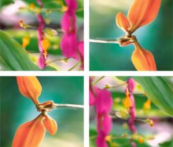 Изображение продукта tela-design Orange Sprouts