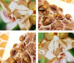 Изображение продукта tela-design The Orange Salt Of Earth