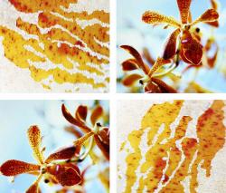 Изображение продукта tela-design White Attack