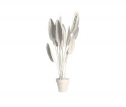 JAN WILLEM de LAIVE Strelitzia Black/White - 2