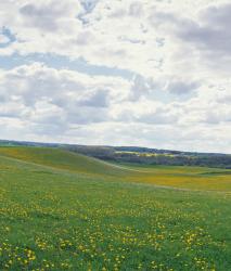 Изображение продукта Berlintapete No. 3125 | Mecklenburg