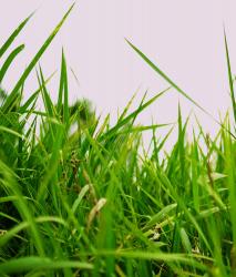 Изображение продукта Berlintapete No. 3214 | Summer gras