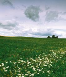 Изображение продукта Berlintapete No. 3403 | widens meadow