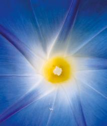 Изображение продукта Berlintapete No. 4005 | Blue Star