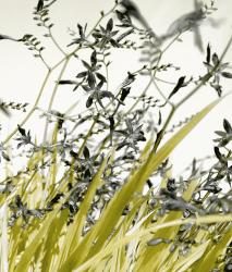 Изображение продукта Berlintapete No. 4477 | Yellow Grass