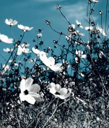 Изображение продукта Berlintapete No. 4488 | Moon flowers