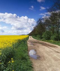 Изображение продукта Berlintapete No. 5100 | Noblex-Panorama