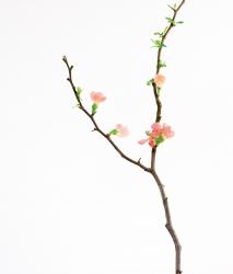 Изображение продукта Berlintapete No. 5282 | Quince Branch