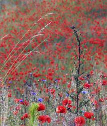 Изображение продукта Berlintapete No. 5545 | Poppy Meadow