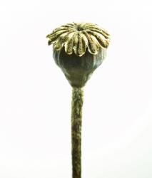 Изображение продукта Berlintapete No. 5720 | Bizarr