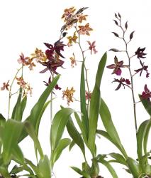 Изображение продукта Berlintapete No. 5980 | Orchid