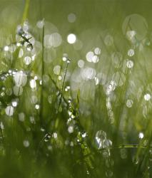 Изображение продукта Berlintapete No. 6054 | Dew