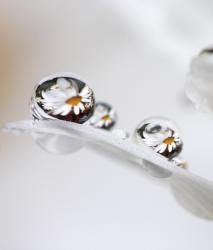 Изображение продукта Berlintapete No. 6194 | Rope drop with chamomile