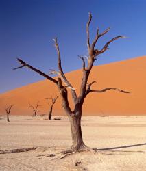 Изображение продукта Berlintapete No. 6204 | Desert