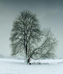 Изображение продукта Berlintapete No. 6384 | Tree in landscape