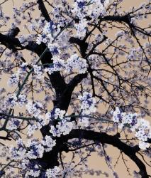 Изображение продукта Berlintapete No. 6519 | Sakura