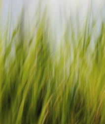 Изображение продукта Berlintapete No. 6627 | Gras