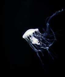 Изображение продукта Berlintapete No. 2040 | Jellyfish