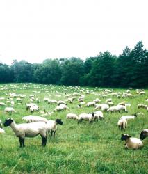 Изображение продукта Berlintapete No. 3450 | Sheep