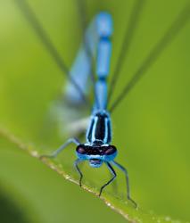 Изображение продукта Berlintapete No. 5413 | Dragonfly