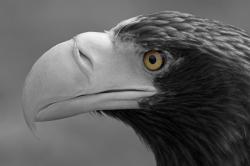 Изображение продукта Berlintapete No. 5413 | Sea eagle