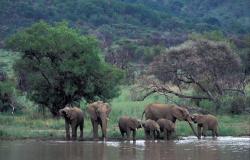 Изображение продукта Berlintapete No. 6166 | Elephant