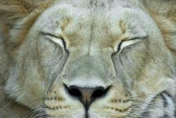 Изображение продукта Berlintapete No. 6168 | Lion