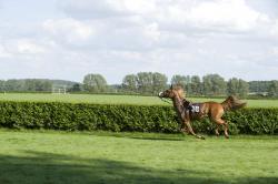 Изображение продукта Berlintapete No. 6796 | free Horse