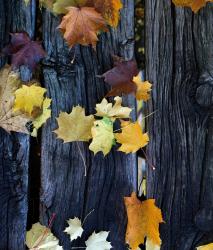 Изображение продукта Berlintapete No. 5902 | Autumn forest