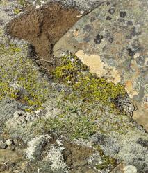 Изображение продукта Berlintapete No. 7526 | Texture