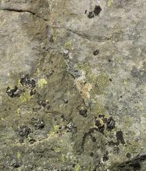 Изображение продукта Berlintapete No. 7527 | Texture