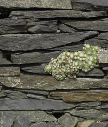 Изображение продукта Berlintapete No. 7531 | Wall structures