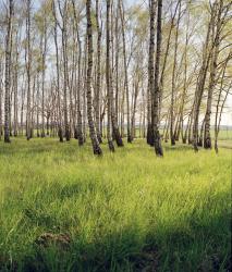 Изображение продукта Berlintapete No. 3127 | Birkenwald