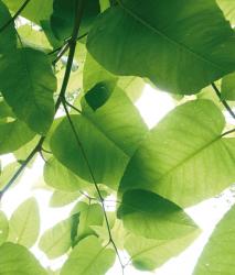 Изображение продукта Berlintapete No. 3181 | Leaves